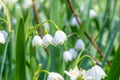 Summer snowflake, Leucojum aestivum, close-up pending flowers Royalty Free Stock Photo